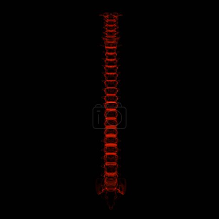 Foto de Columna vertebral humana, ilustración imagen - Imagen libre de derechos
