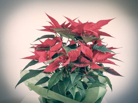 Foto de Poinsettia estrella de Navidad, hermosa tarjeta de Navidad festiva - Imagen libre de derechos