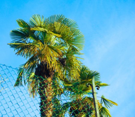 Photo for Palm tree background view - Royalty Free Image