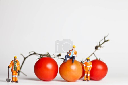Photo for Miniature people in action with tomatoes - Royalty Free Image