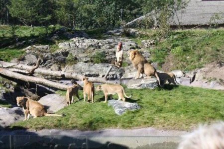 Téléchargez les photos : Un groupe d'animaux dans le zoo - en image libre de droit