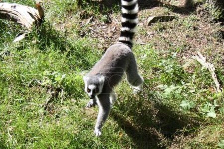Photo for Cute lemur walking in green grass - Royalty Free Image