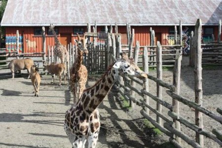 Téléchargez les photos : Un groupe de girafes dans le zoo - en image libre de droit