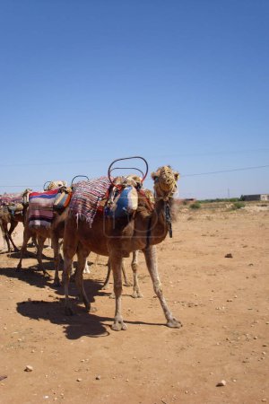 Foto de Camels in desert in sunny day - Imagen libre de derechos