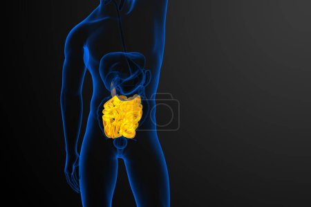 Téléchargez les photos : Illustration 3D de l'intestin grêle - en image libre de droit