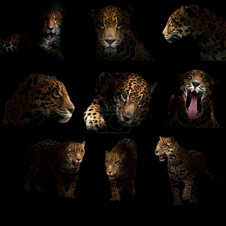 Téléchargez les photos : Jaguar (Panthera onca) dans l'obscurité - en image libre de droit