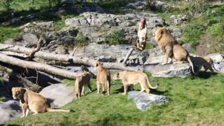 Téléchargez les photos : Lions du zoo de Kristiansand - en image libre de droit