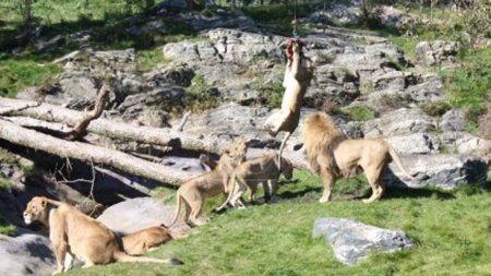 Foto de Leones del zoológico de Kristiansand - Imagen libre de derechos