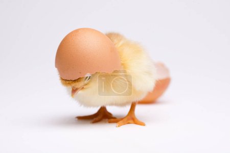 Photo for Chicks, springtime colorful bright theme - Royalty Free Image