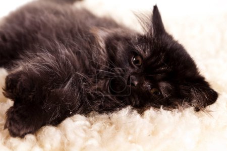 Foto de Pequeño gatito británico, lindo tema colorido mascota - Imagen libre de derechos