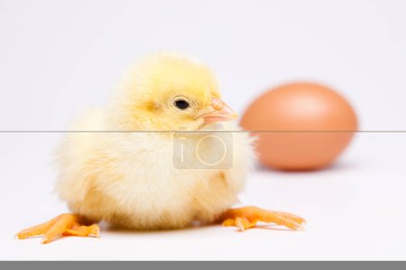 Photo for Young Chicks, springtime colorful bright theme - Royalty Free Image