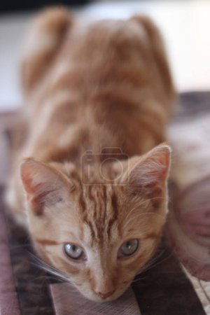 Foto de Gato rojo en el suelo - Imagen libre de derechos