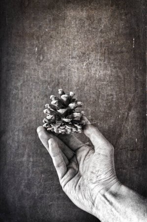 Photo for Pine cone in hand over grunger background - Royalty Free Image