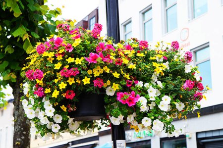Téléchargez les photos : Fleurs dans la rue - en image libre de droit