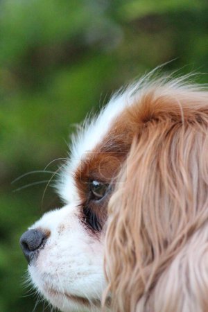 Photo for Cropped cavalier king spaniel dog - Royalty Free Image