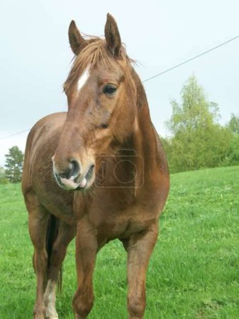 Téléchargez les photos : Gros plan de beau cheval brun dans le champ - en image libre de droit