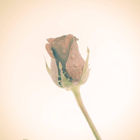 Téléchargez les photos : Rose fleur close-up vue - en image libre de droit