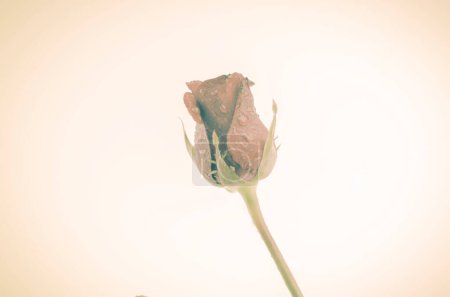 Téléchargez les photos : Rose fleur close-up vue - en image libre de droit