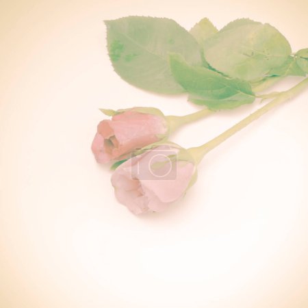 Téléchargez les photos : Fleurs roses. Beau fond floral - en image libre de droit