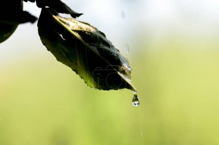 Téléchargez les photos : Gouttes d'eau sur une feuille le matin - en image libre de droit