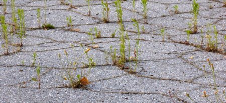 Photo for Growing green grass in asphalt. Survival concept - Royalty Free Image