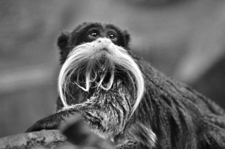 Téléchargez les photos : Portrait d'un singe mignon - en image libre de droit