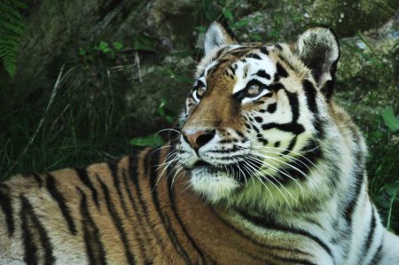 Téléchargez les photos : Portrait de tigre dans la nature - en image libre de droit