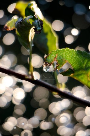 Foto de Gotas de agua Shinig bokeh contra las hojas de manzana - Imagen libre de derechos