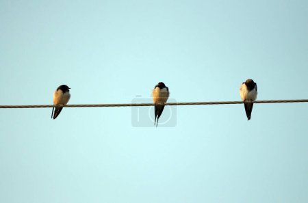 Photo for Picture of a Barn Swallow (Hirundo rustica) - Royalty Free Image