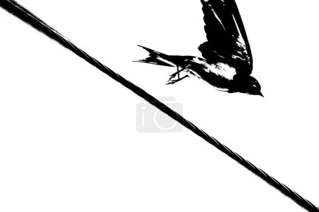 Photo for Barn Swallow (Hirundo rustica) - Royalty Free Image