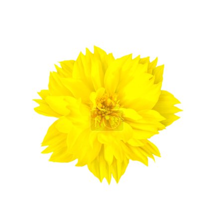 Téléchargez les photos : Fleur jaune isolée. Beau fond floral - en image libre de droit