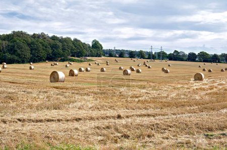 Photo for Hay bales on a field in the summer - Royalty Free Image