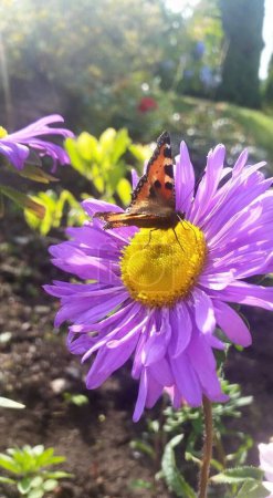 Foto de Mariposa en flor de colores en el jardín - Imagen libre de derechos