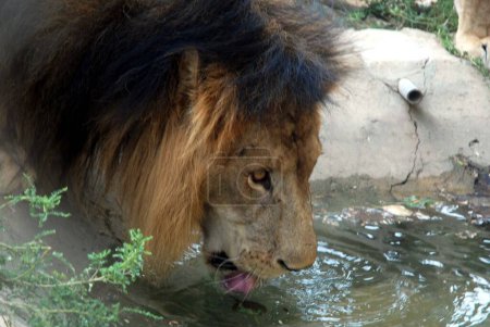 Téléchargez les photos : Image rapprochée de lion eau potable - en image libre de droit