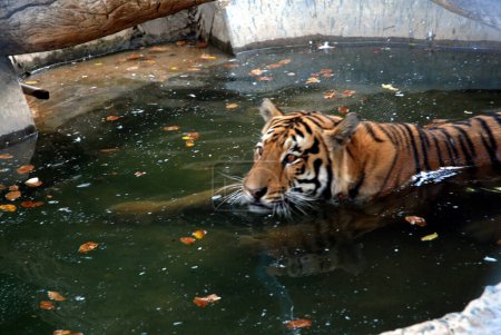 Photo for Beautiful tiger swimming in green water of zoo pond - Royalty Free Image
