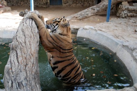 Téléchargez les photos : Beau tigre nageant dans les eaux vertes du zoo étang - en image libre de droit