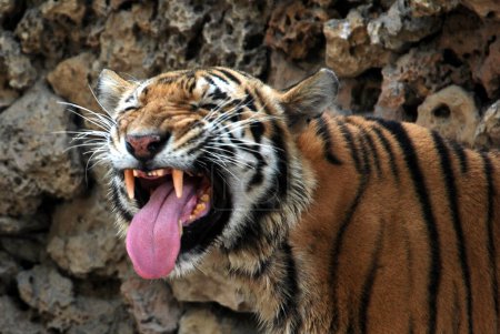 Téléchargez les photos : Vue rapprochée du tigre à bouche ouverte - en image libre de droit