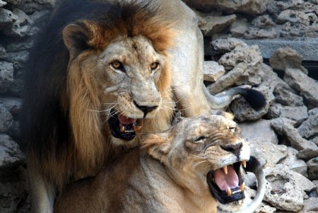Téléchargez les photos : PAKISTAN, Karachi : Un lion brave la canicule le 20 septembre 2015 en buvant une gorgée d'eau au jardin zoologique de Karachi, au Pakistan. - en image libre de droit
