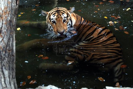 Téléchargez les photos : Beau tigre refroidit sa température corporelle dans l'eau - en image libre de droit