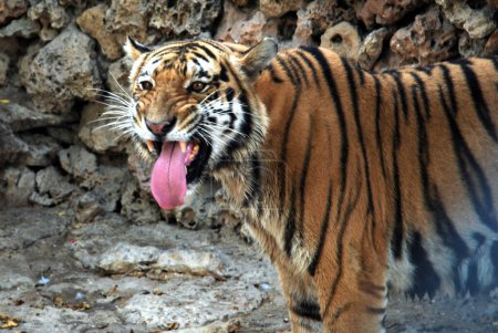 Téléchargez les photos : Beau tigre debout avec bouche ouverte, gros plan. - en image libre de droit