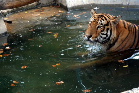 Foto de Hermoso tigre nadando en el agua verde del estanque del zoológico - Imagen libre de derechos