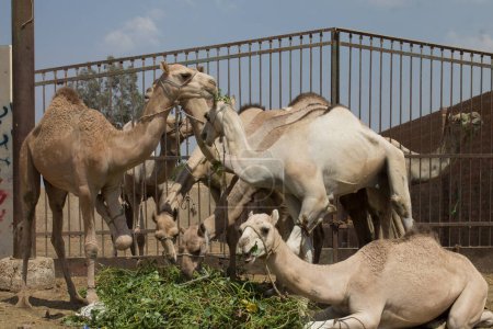 Foto de EGIPTO, El Cairo: Los preparativos para el próximo festival de Eid al-Adha tendrán lugar en el principal mercado de camellos en El Cairo, Egipto, el 20 de septiembre de 2015. - Imagen libre de derechos