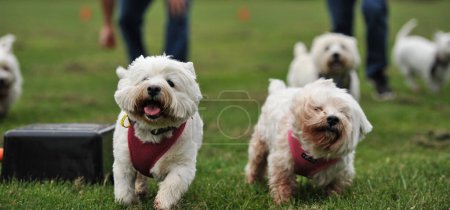 Téléchargez les photos : Dogs at the park - en image libre de droit