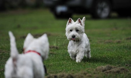 Photo for Cute dog in the park - Royalty Free Image