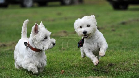 Téléchargez les photos : Deux chiens Jack Russell terrier jouant dans le parc - en image libre de droit