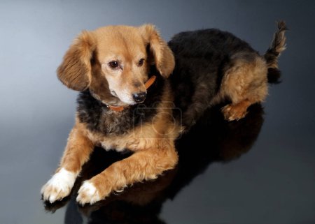 Photo for Studio shot of an adorable dachshund on black background. - Royalty Free Image