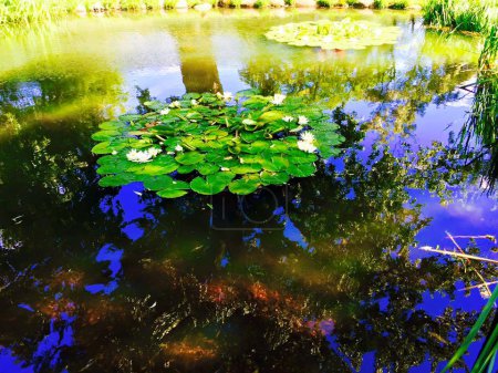 Photo for Pond with green lilies in sunny day - Royalty Free Image