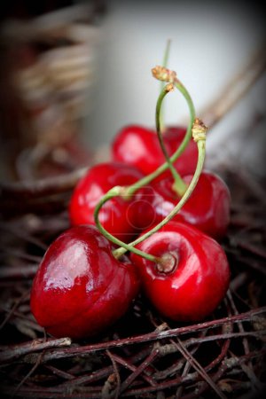 Photo for Fresh cherries in the garden - Royalty Free Image