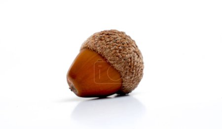 Photo for Acorn on a white background - Royalty Free Image
