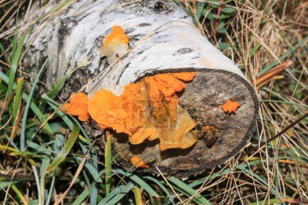Téléchargez les photos : Vue rapprochée du tronc d'arbre dans la forêt - en image libre de droit